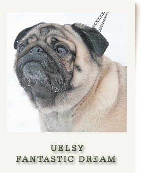 UELSY FANTASTIC DREAM 