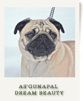 AS'GUNAPAL DREAM BEAUTY