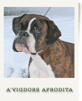 A'VIGDORS AFRODITA 